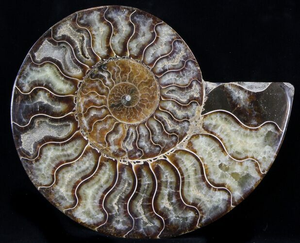 Cut Ammonite Fossil (Half) - Agatized #37141